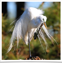 Great Egret - Scratching Feathers Great Egret - Scratching Feathers